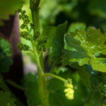 Grapes forming on vine in the spring