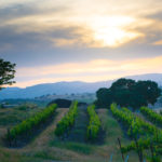 oak tree in vineyards at dusk