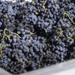red grapes in a bin