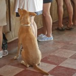 Dog at feet in tasting room