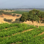 oak tree in vineyard