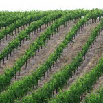 vineyard rows