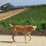 Vineyard dog